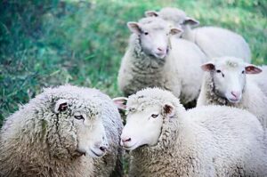 8 – Les Animaux Transgéniques