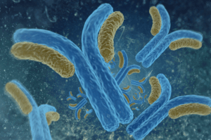 11- Les Anticorps Monoclonaux