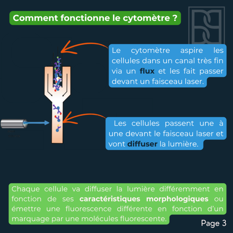 BP 32 -Cytométrie en flux (2)