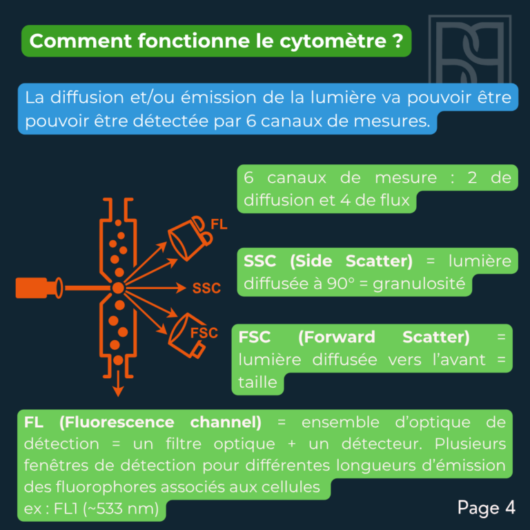 BP 32 -Cytométrie en flux (3)
