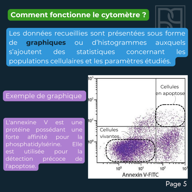 BP 32 -Cytométrie en flux (4)